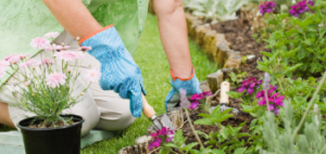 Health Benefits of Gardening for Older Adults